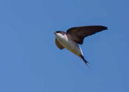 House Martin